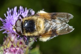 Volucella bombylans - Hoverfly(Bumblebee mimic)